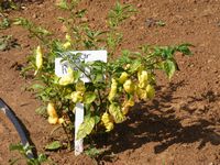 Capsicum baccatum